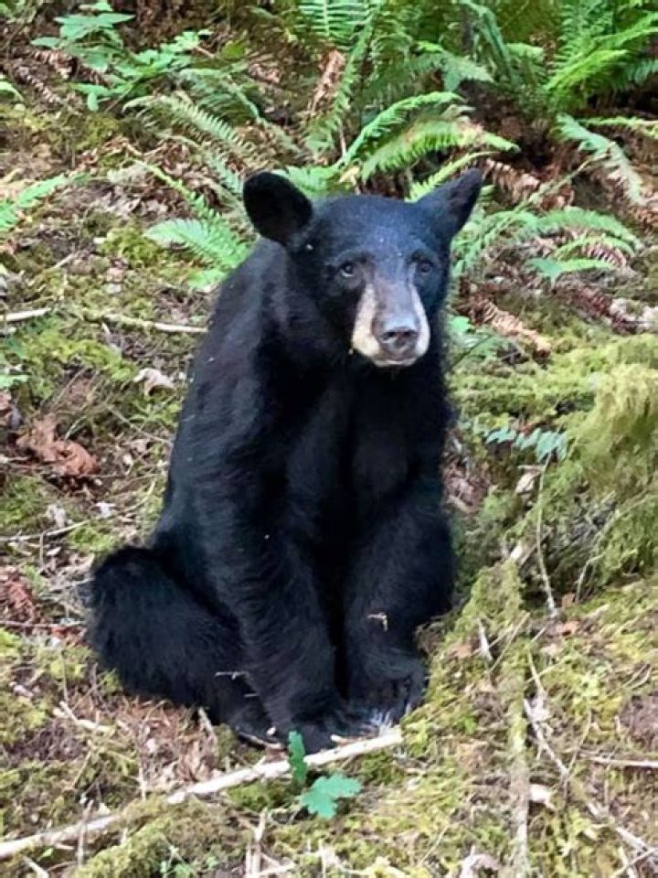 Oregon wildlife officials euthanize black bear cub after it became too friendly with humans