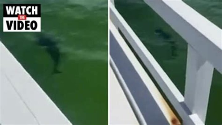 Shark spotted in Melbourne’s Albert Park beach in ‘odd’ occurrence